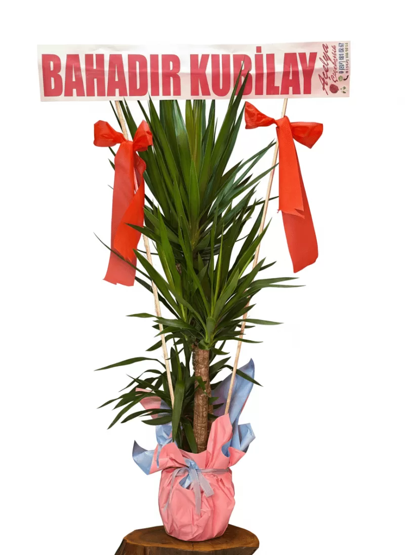 Yucca Açılış Bitkisi Kişiye Özel Bannerlı