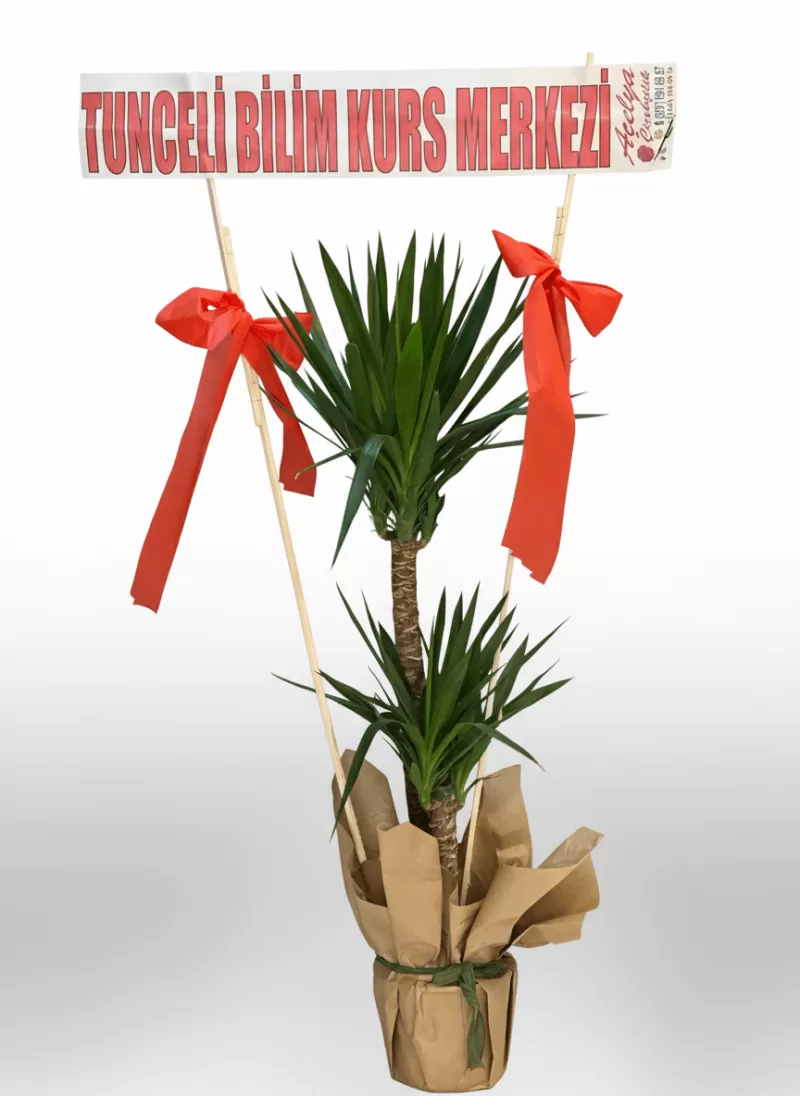 Yucca Açılış Bitkisi – Kırmızı Kurdeleli Premium