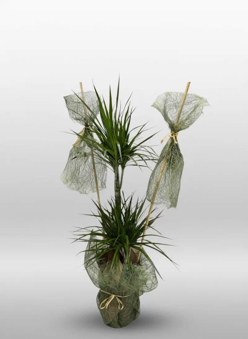 Marginata Çift Gövdeli Açılış Bitkisi