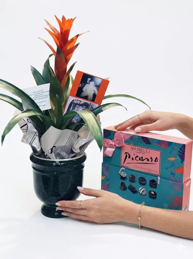 Fotoğraflı Bromelia Saksı Aranjmanı Çikolata