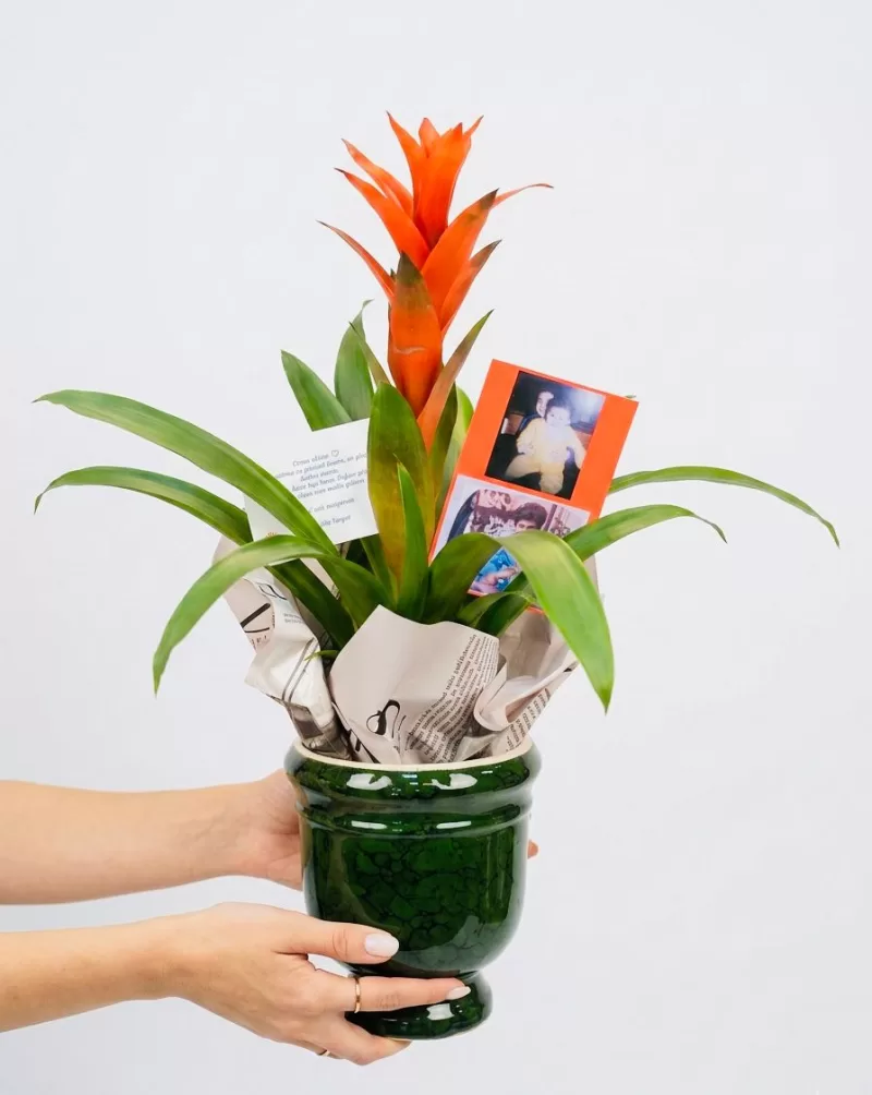 Fotoğraflı Bromelia Yeşil Seramik Saksı