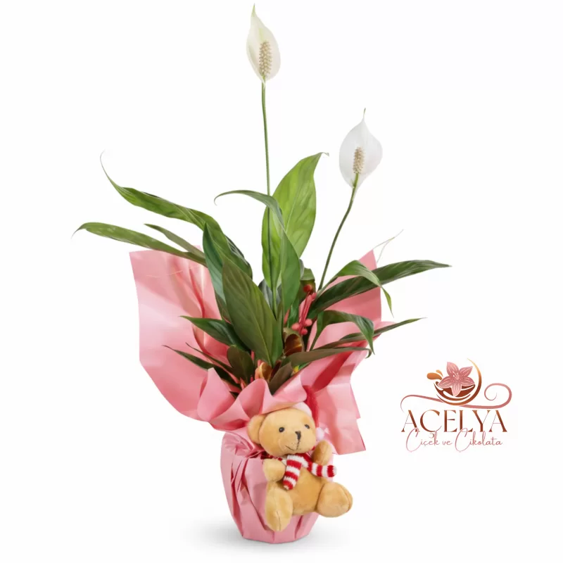 Sevimli Ayıcıklı Spatifilyum Saksı Bitkisi (Pembe Ambalaj)