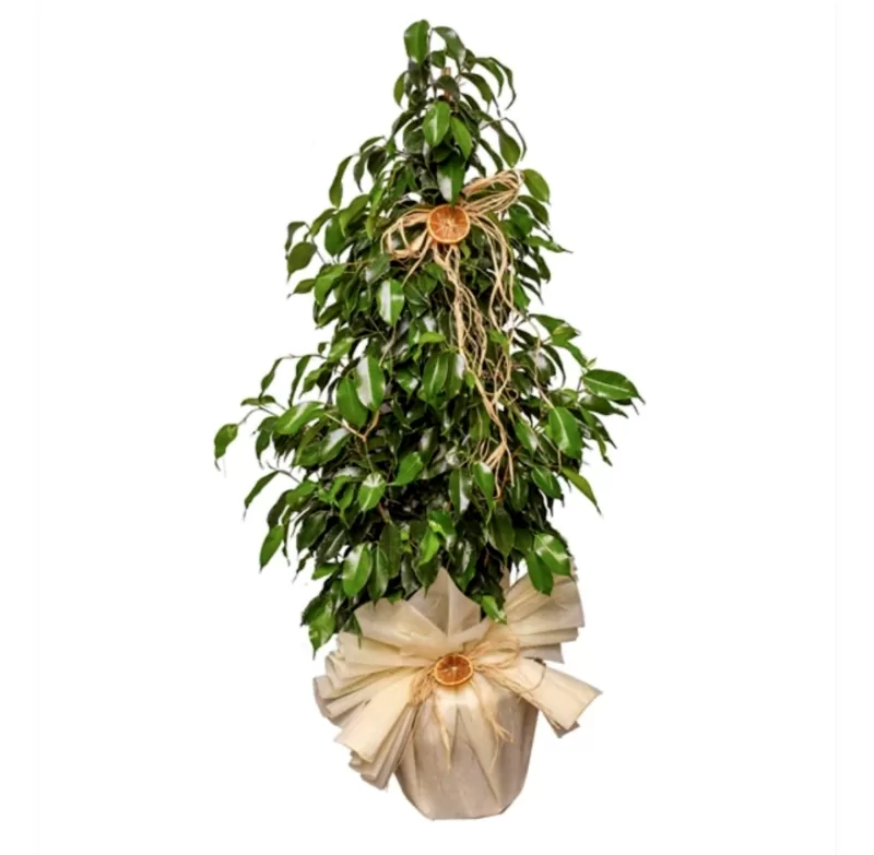 Ficus Benjamin Büyük Salon Bitkisi