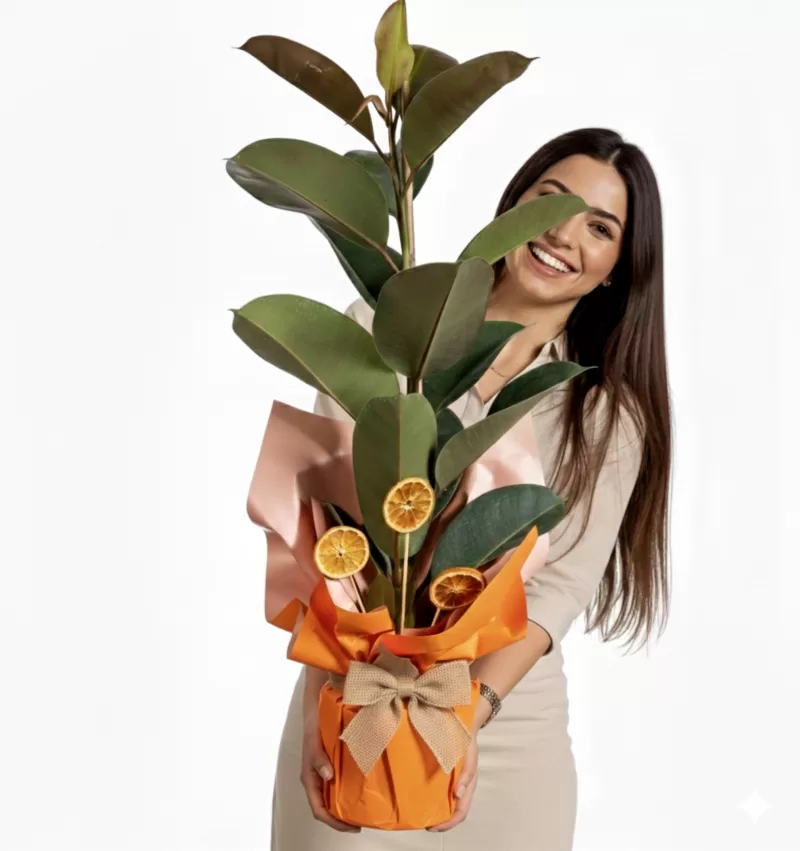 Portakallı Kauçuk Bitkisi Modern Saksı