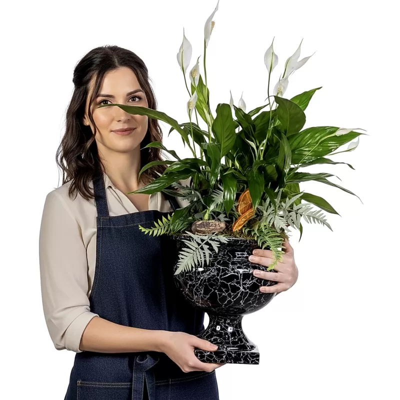 Dekoratif Vazoda Spatifilyum Salon Bitkisi