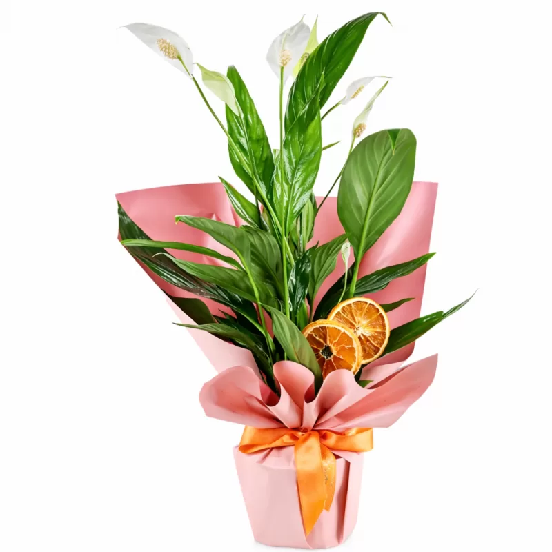 (Barış Çiçeği) Saksı Aranjmanı