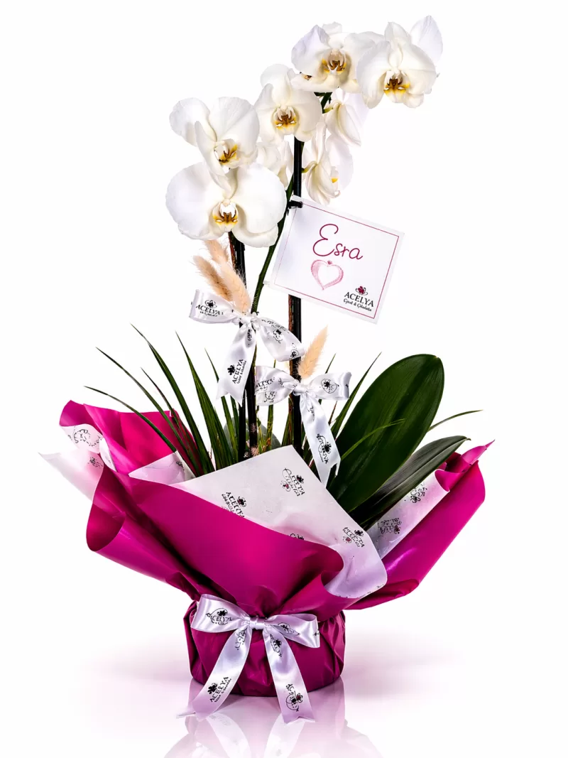 Özel Beyaz Orkide Aranjmanı