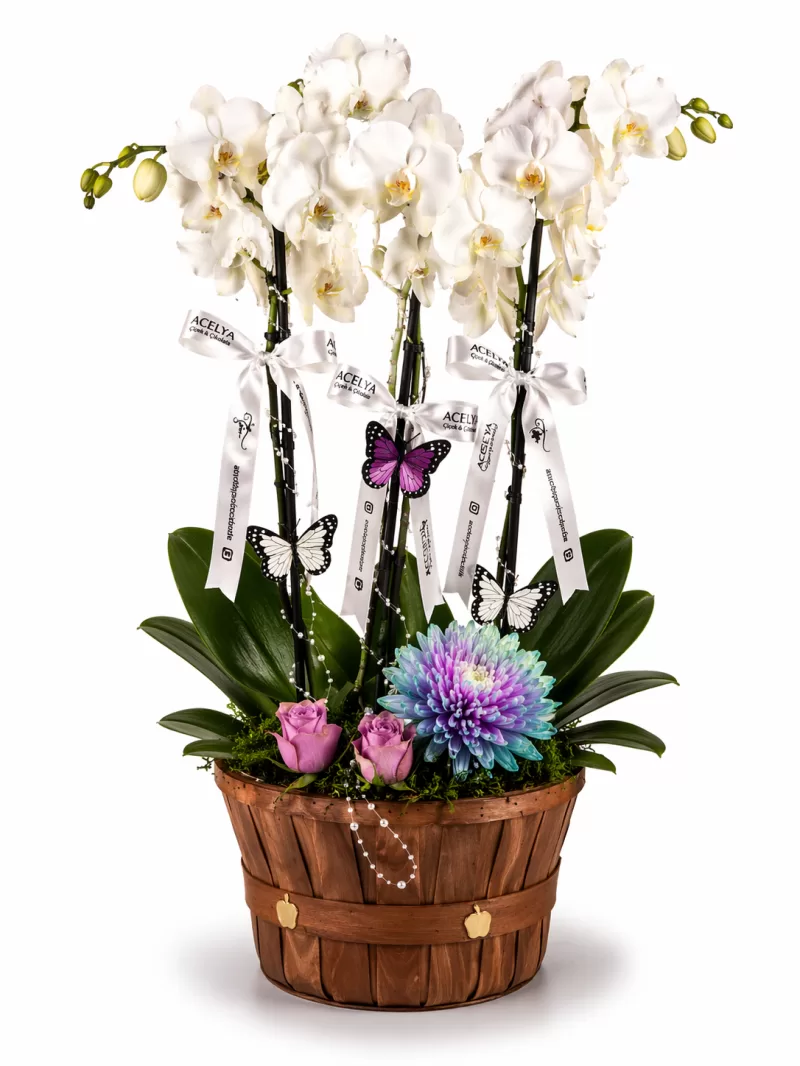 Ahşap Sepette Özel Tasarım Çoklu Orkide Aranjmanı 6 Dallı