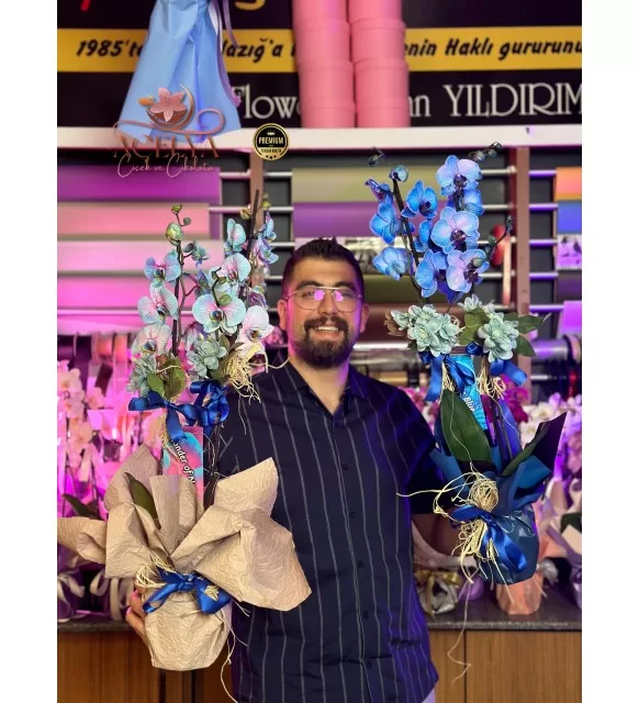 İthal Özel Renk Orkide