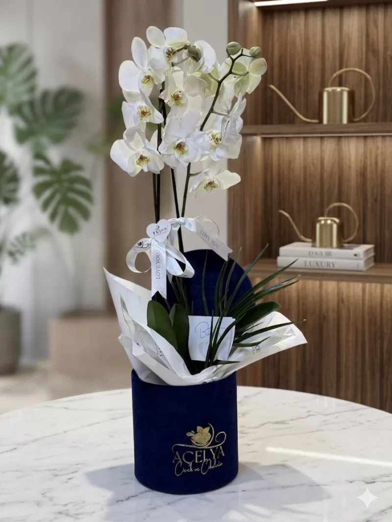 Beyaz Çift Dal Orkide Şık Kutulu