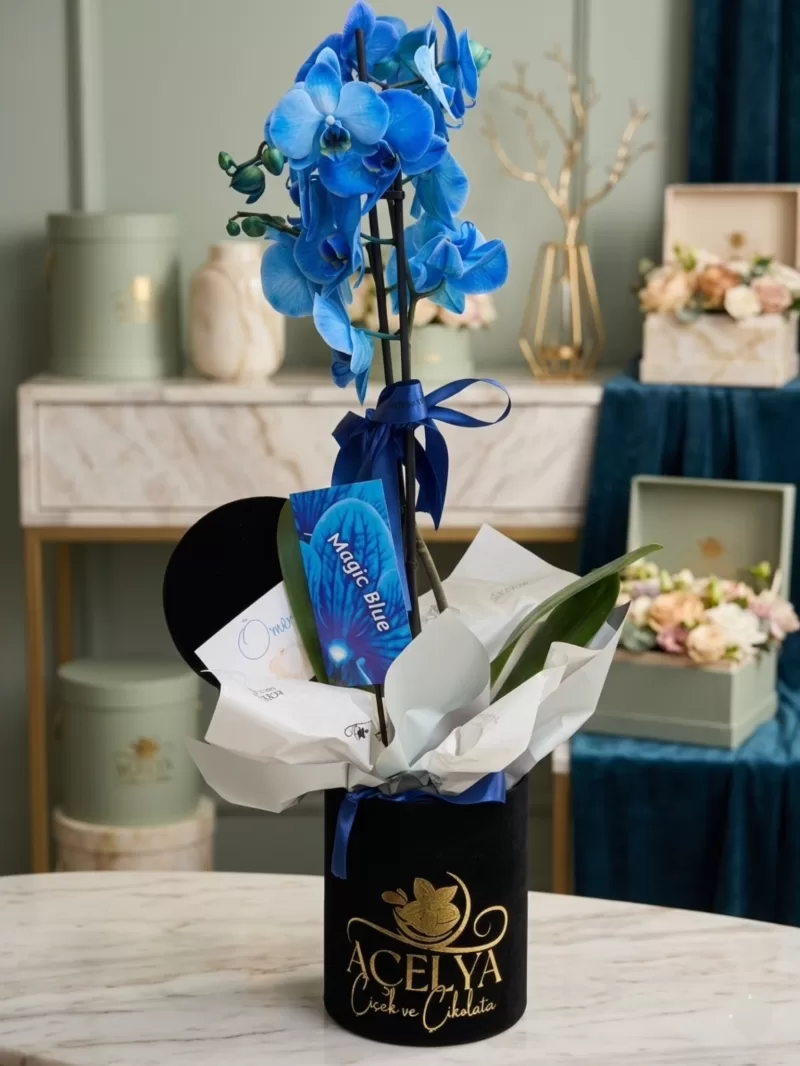 Magic Blue Mavi Orkide Tasarımı