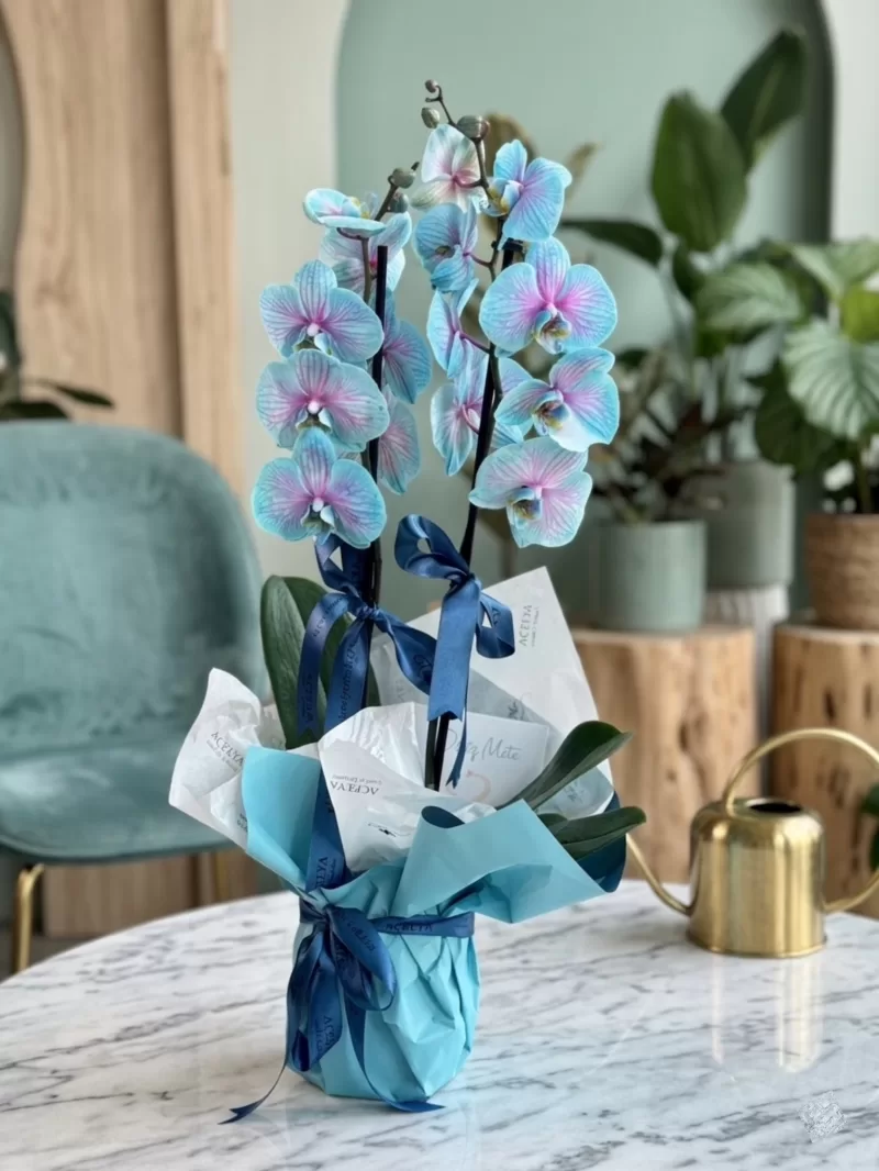  Mavi Orkide İthal