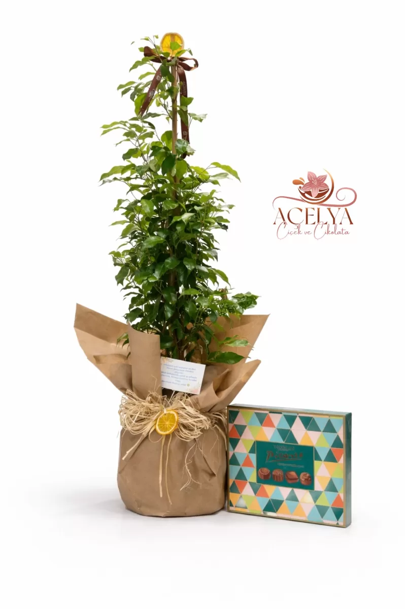 Çikolatalı Benjamin  Şık Saksı Bitkisi