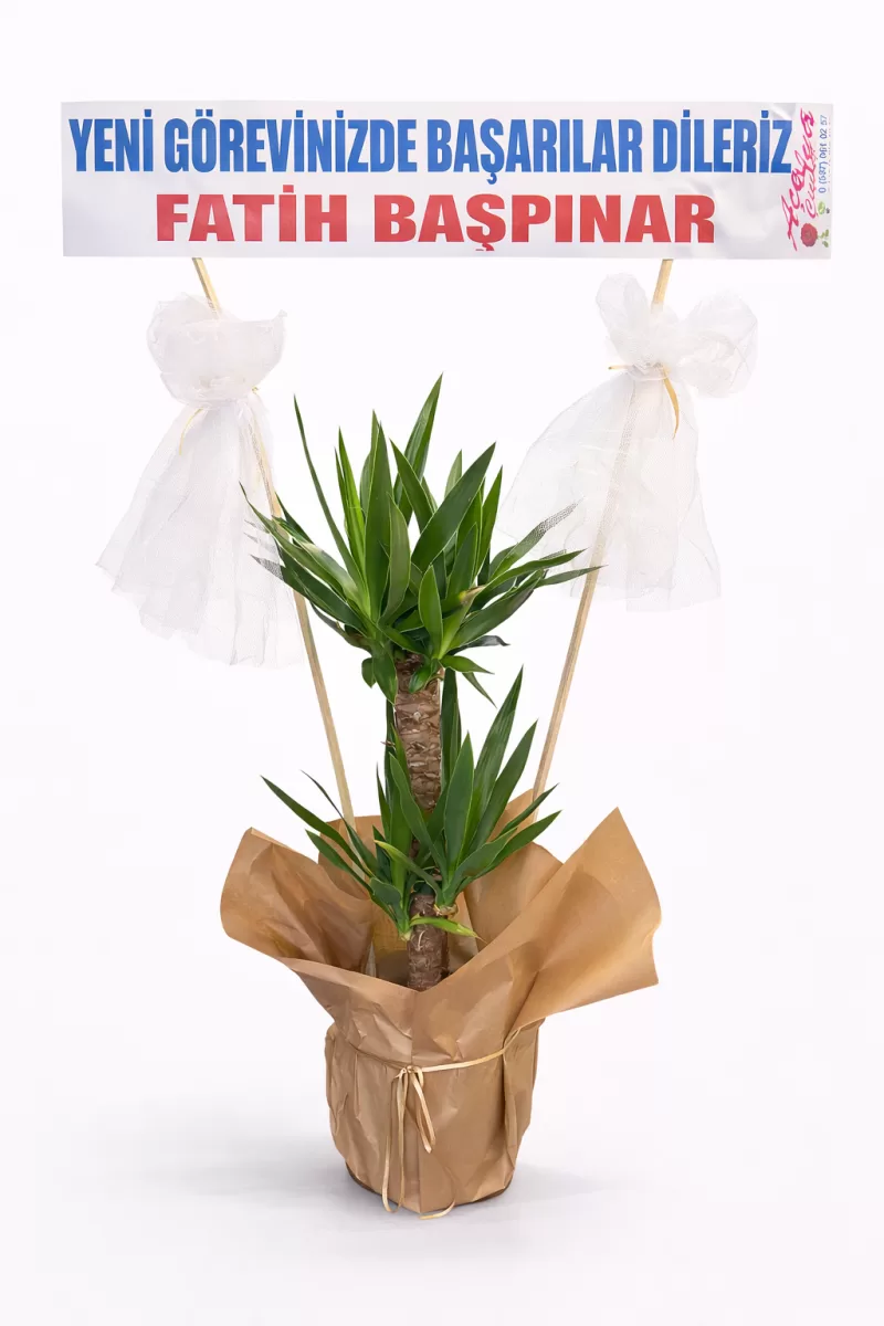 Tebrik Mesajlı Dracena Bitkisi