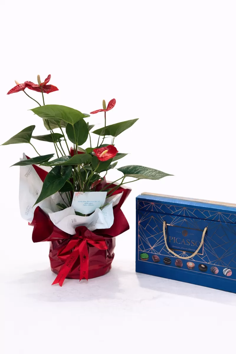 Antoryum Saksı Çiçeği & Premium Çikolata Seti