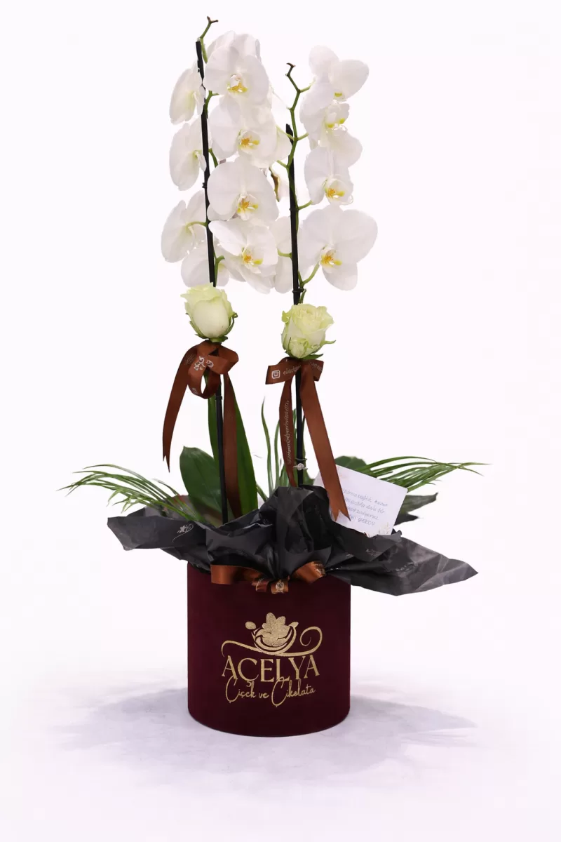 Çift Dal Beyaz Orkide – Premium Kutuda Şık Tasarım