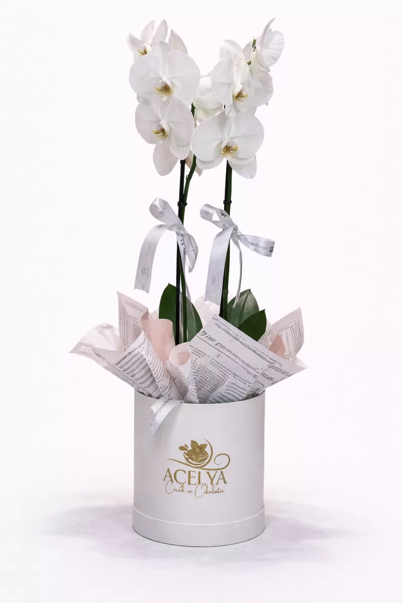 Çift Dal Beyaz Orkide – Minimal Şık Saksı Tasarımı