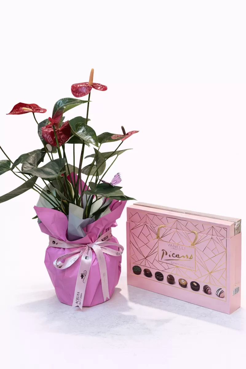 Antoryum Saksı Çiçeği & Özel Tasarım Çikolata Seti