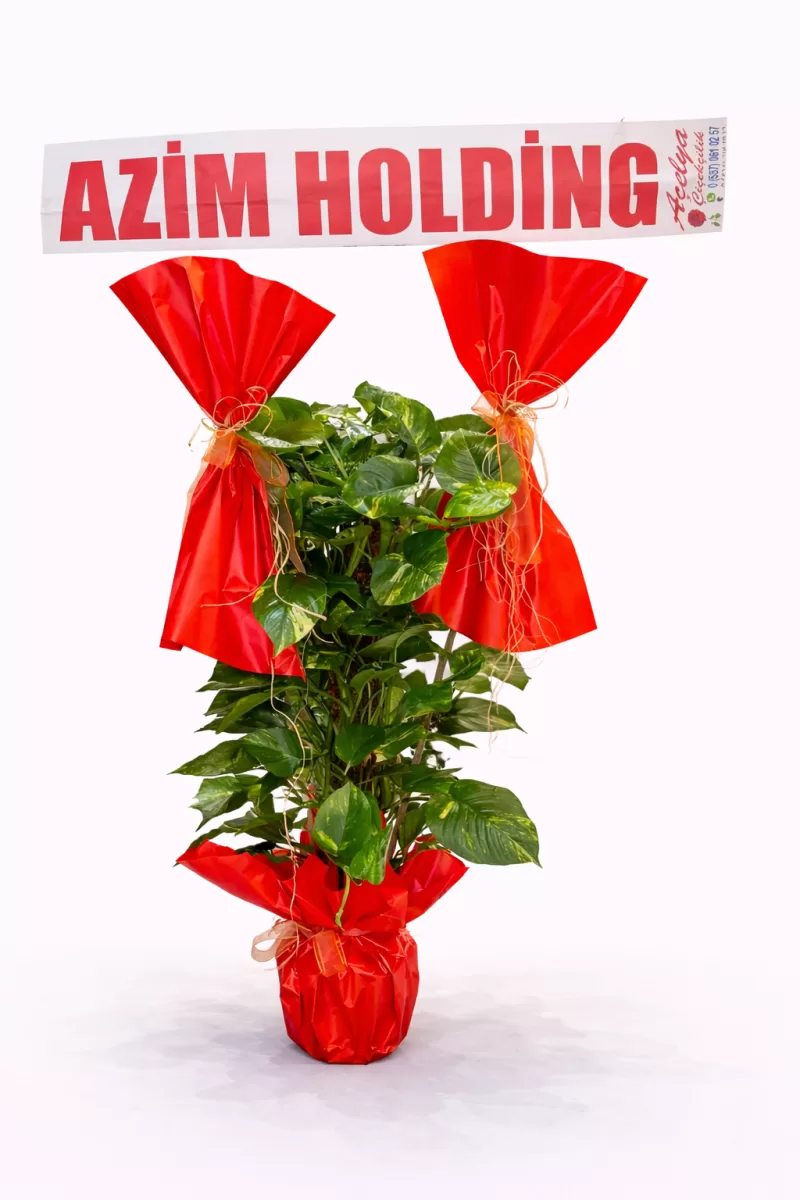 Salon Bitkisi Büyük Boy Yeşil Bitki (Açılış & Ofis Hediyesi)