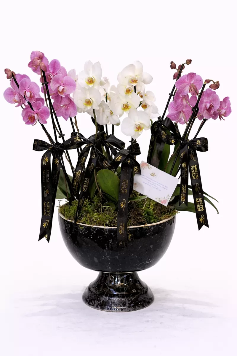 Çoklu Renk Orkide Bahçesi – Premium Saksı Tasarımı