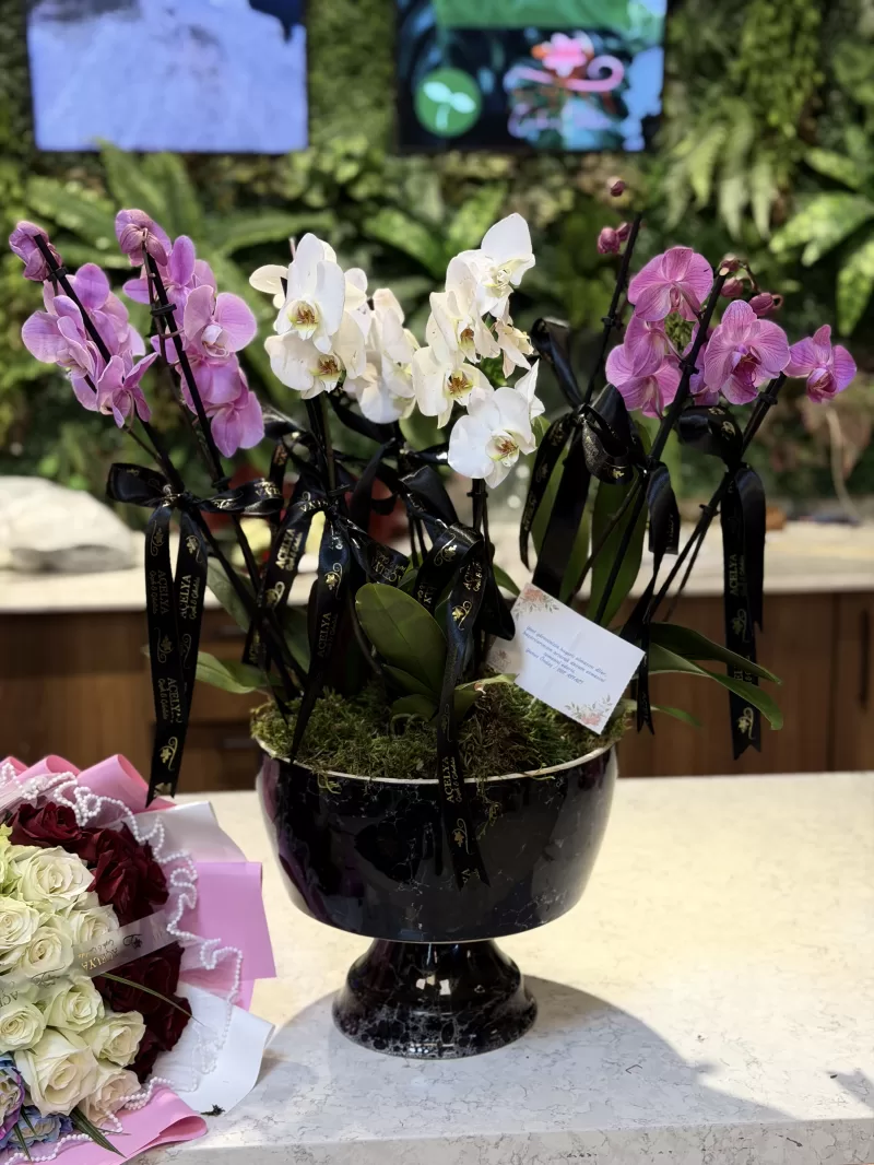 Çoklu Renk Orkide Bahçesi – Premium Saksı Tasarımı