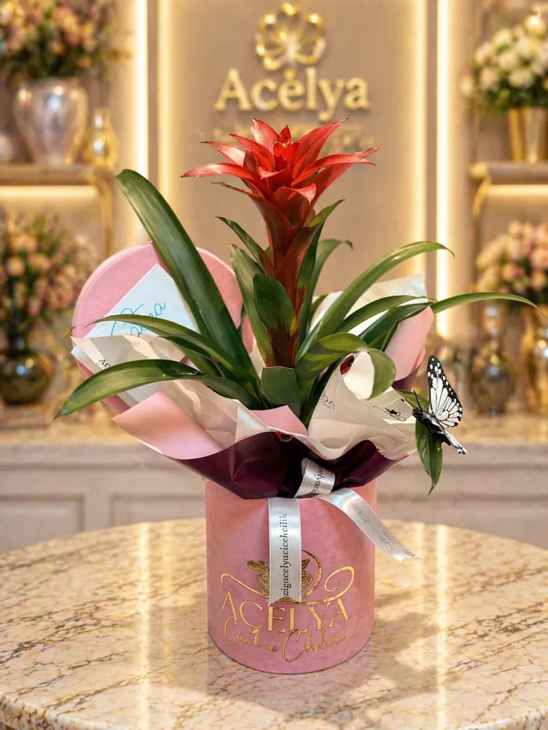 Modern Saksıda Kuzmanya Şıklığı