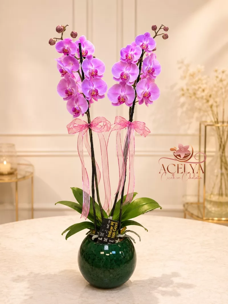 Pink Pearl Orkide