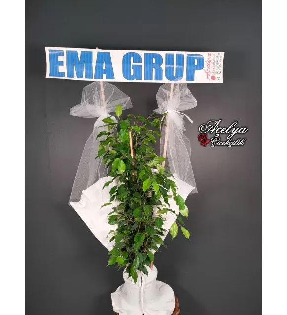Benjamin Ficus Bitkisi 85-110cm