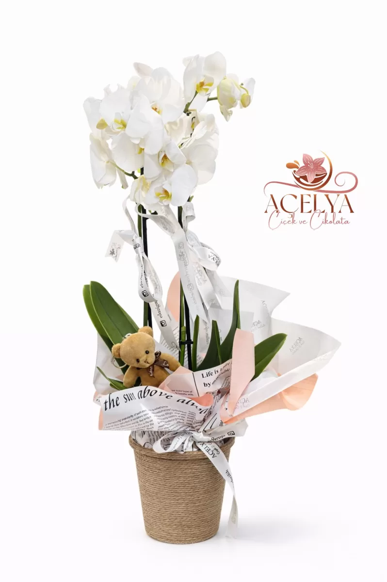Saksıda Çift Dal Beyaz Orkide ve Mini Ayıcık
