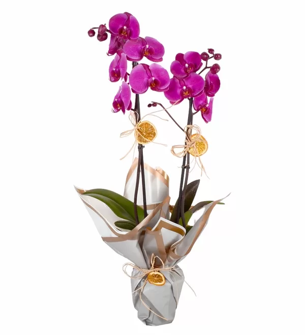 Çift Dallı Mor Orkide