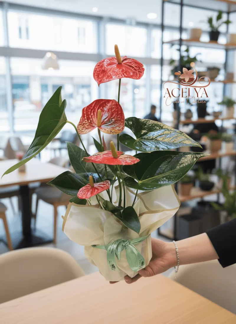 Kırmızı Anthurium Saksı